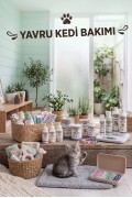 Yavru Kedi Bakımı