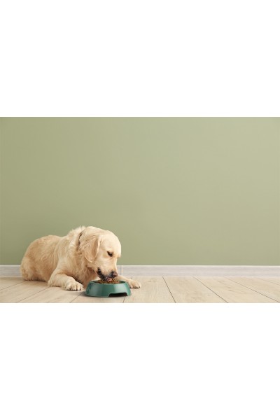 Yummy Bej Kedi ve Köpek Mama Kabı 2 LT 28,4x28,4x7,4 cm