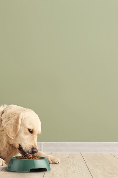 Yummy Haki Yeşil Kedi ve Köpek Mama Kabı 2 LT 28,4x28,4x7,4 cm Yummy Haki Yeşil Kedi ve Köpek Mama Kabı 2 LT 28,4x28,4x7,4 cm