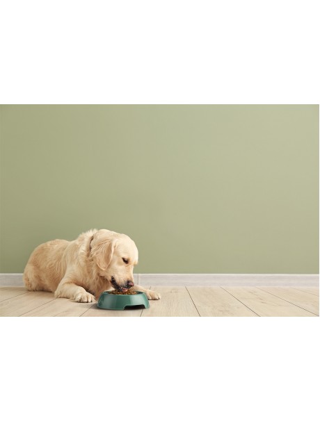 Yummy Su Yeşili Kedi ve Köpek Mama Kabı 2 LT 28,4x28,4x7,4 cm